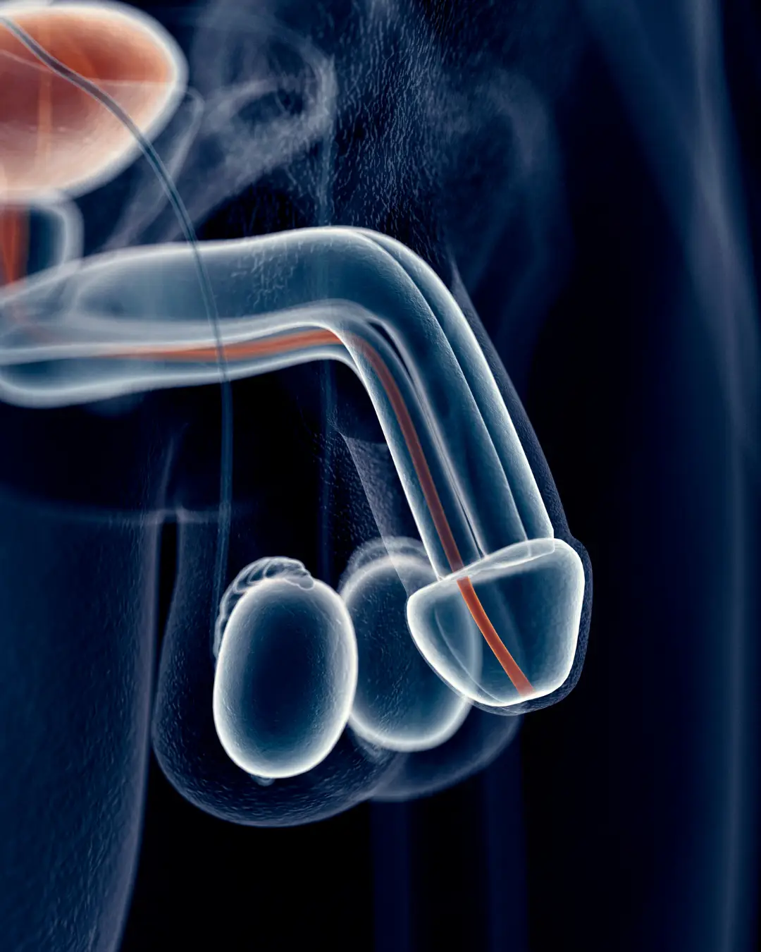 Anatomical illustration of the male reproductive system highlighting the penis and testicles, relevant to regenerative sexual health treatments at Prime Vitality Care.